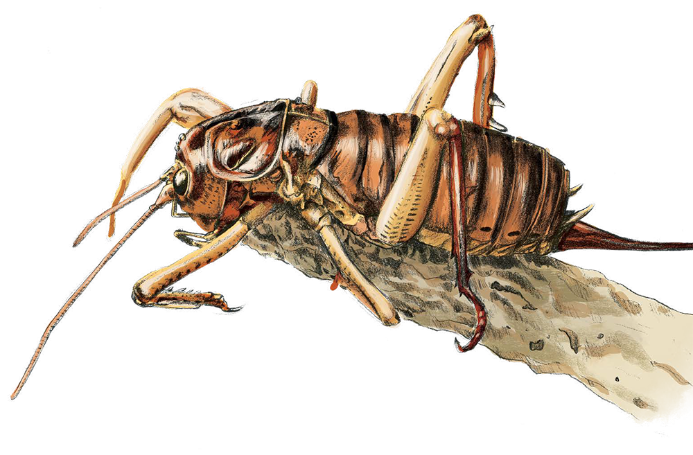 Wētā alternative description.